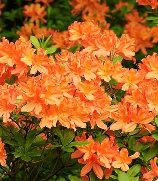 Azalea japonica  'Orange Beauty'